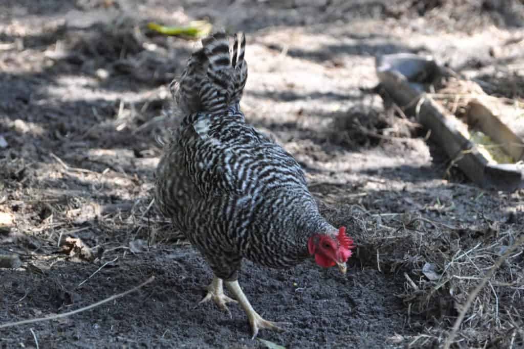 Top 6 Grey Chicken Breeds (with Pictures)