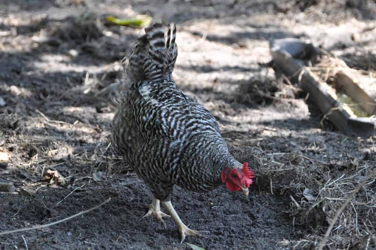 gray chicken breeds