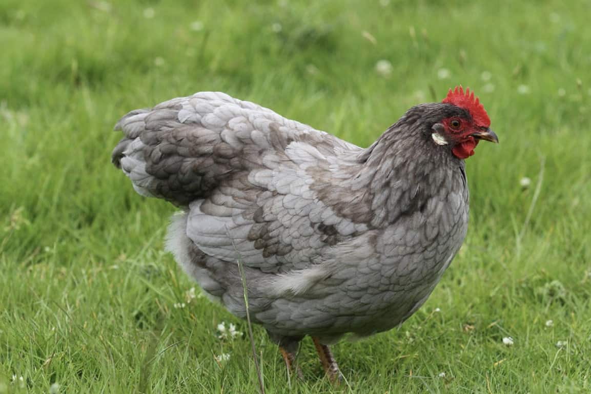 Top 6 Grey Chicken Breeds (with Pictures)