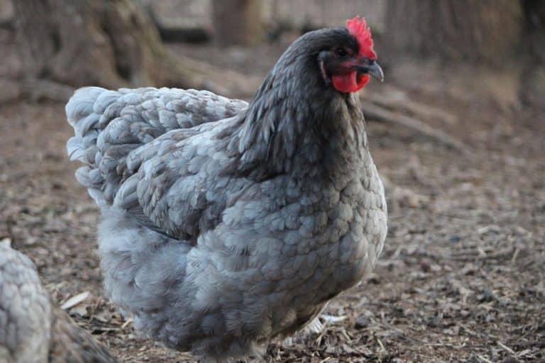 Top 6 Grey Chicken Breeds (with Pictures)