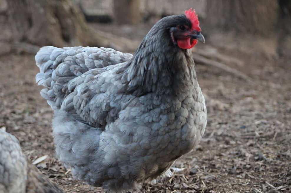 gray orpington chicken