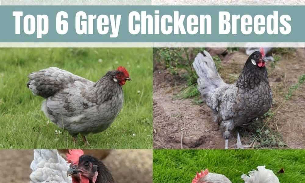 Top 6 Grey Chicken Breeds (with Pictures)