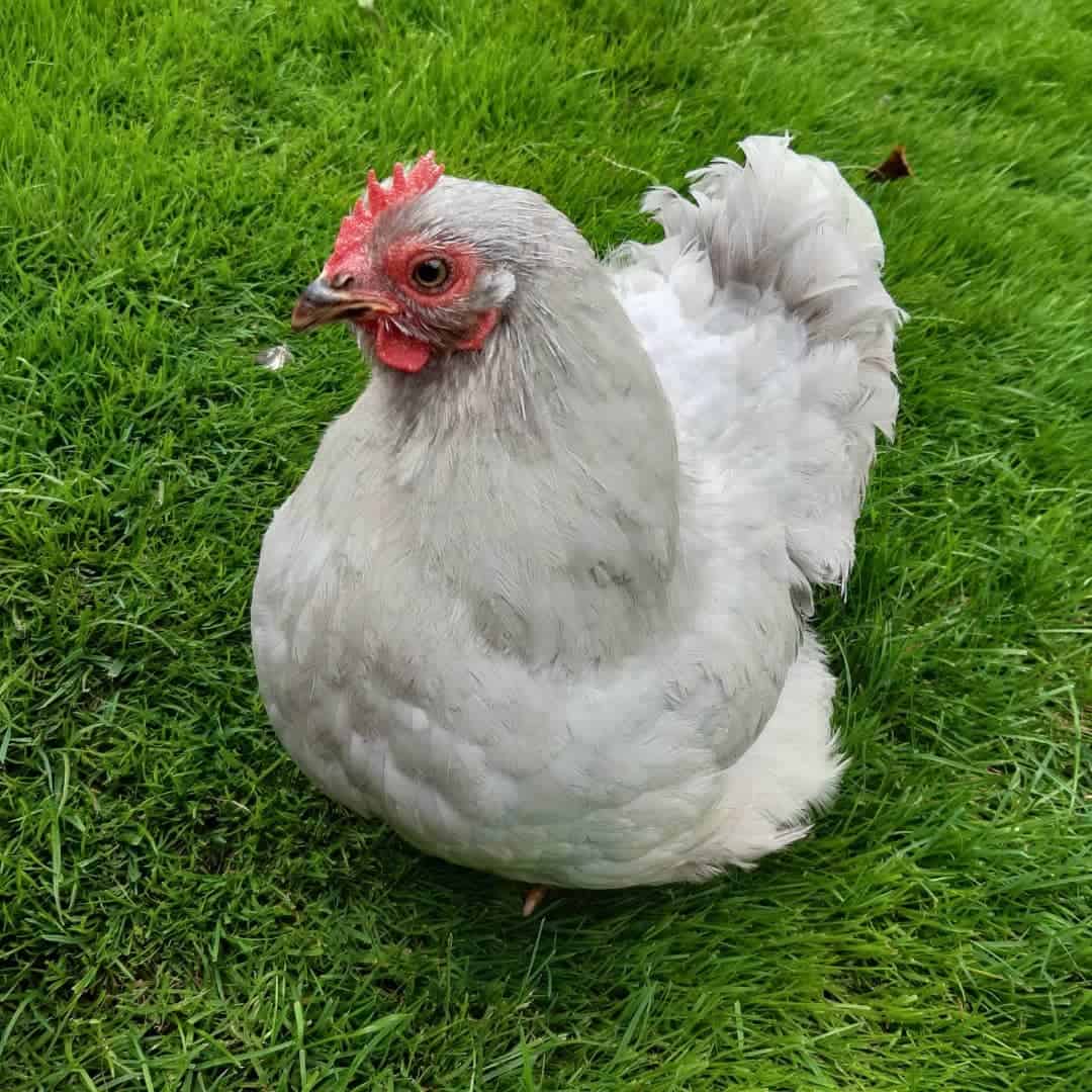 grey chickens breeds