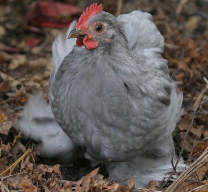grey rooster breed
