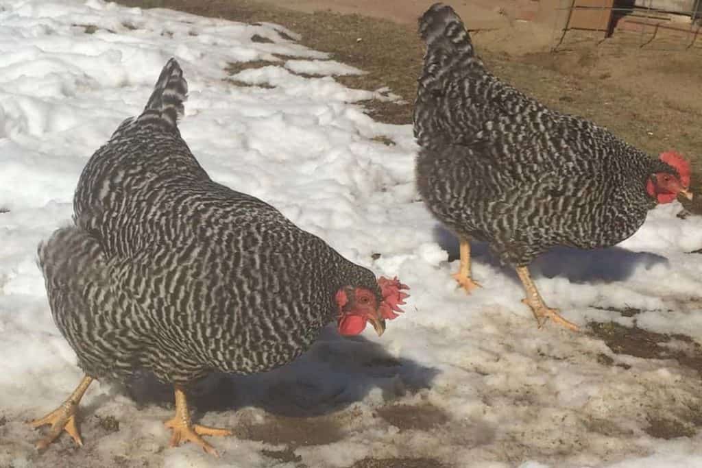 Top 7 Chicken Breeds That Lay White Eggs (with Pictures)