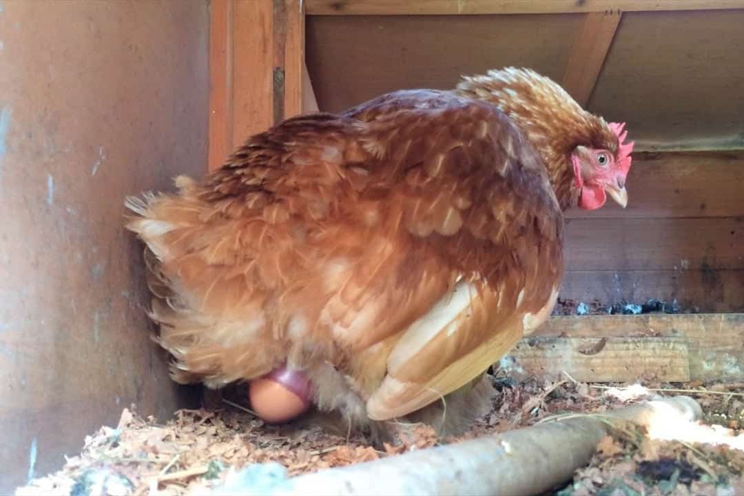 How Do Chickens Lay Eggs? - The Preparation, the Process, and the After-Care