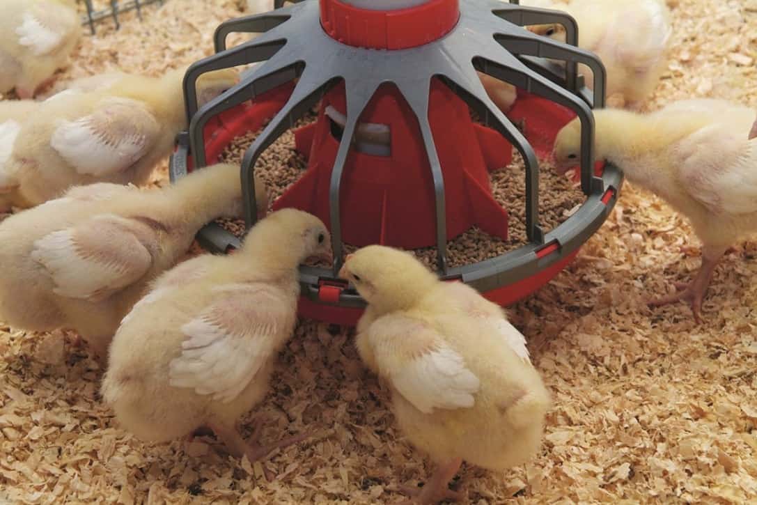 how to care for chicks