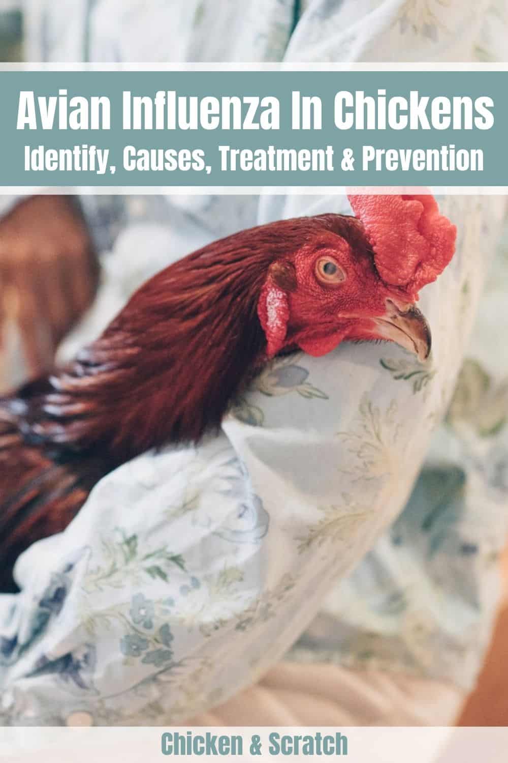 how to prevent bird flu in chickens 