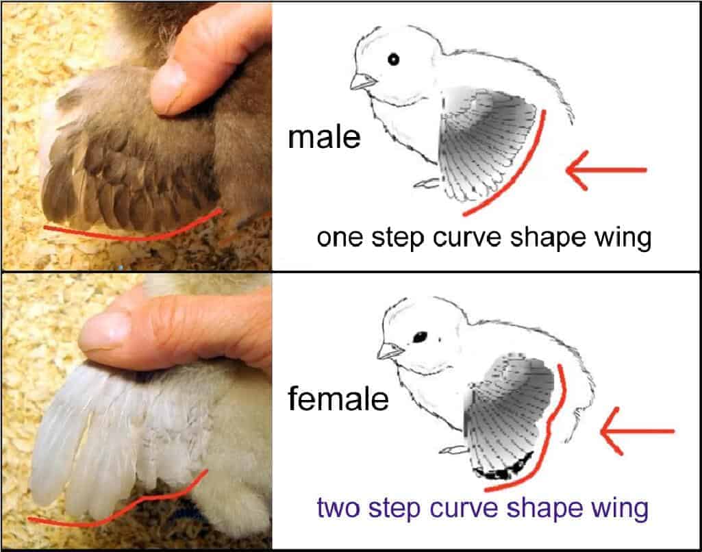 how-to-sex-a-chicken