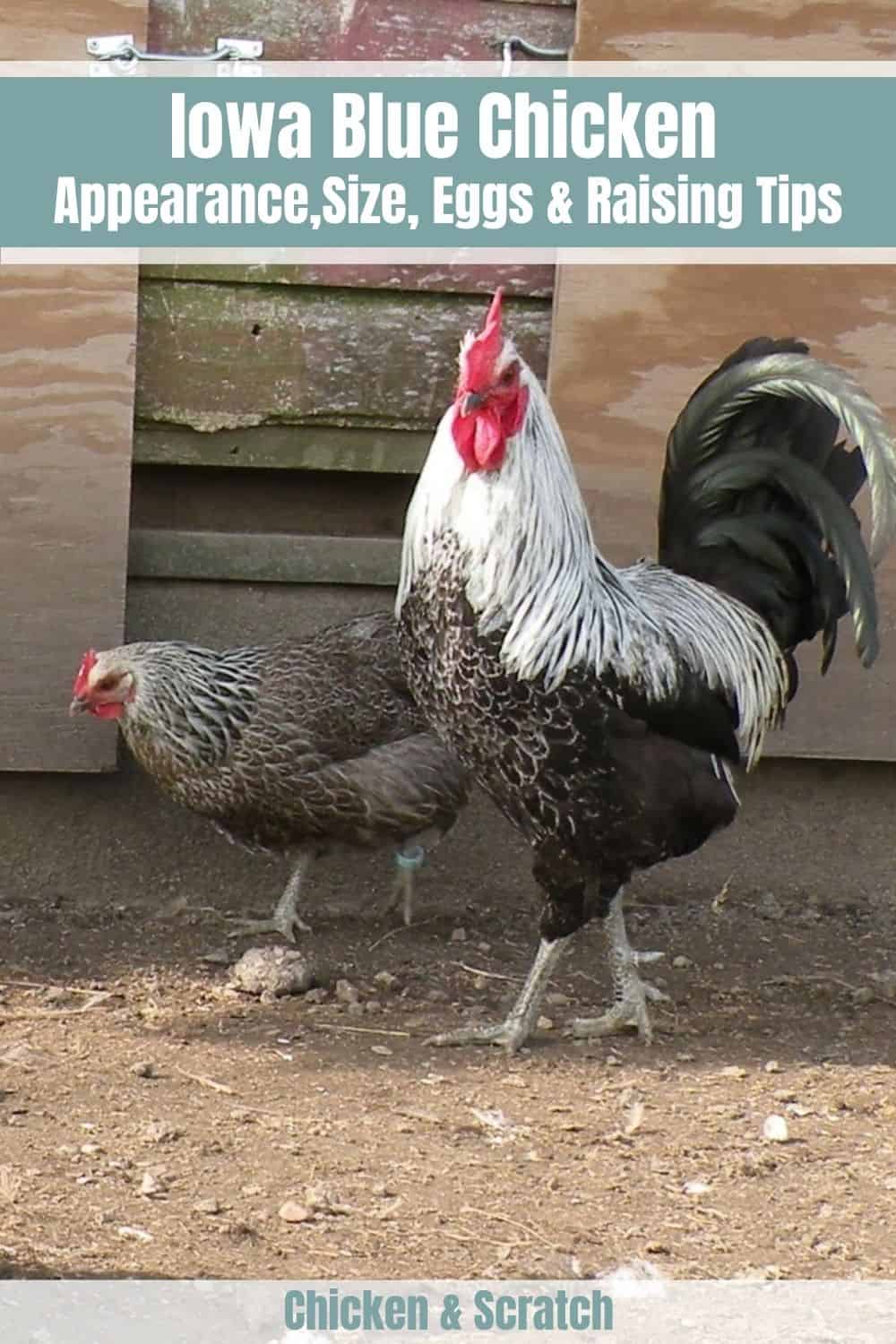 Iowa Blue Chicken Appearance Temperament Eggs And Raising Tips 7810