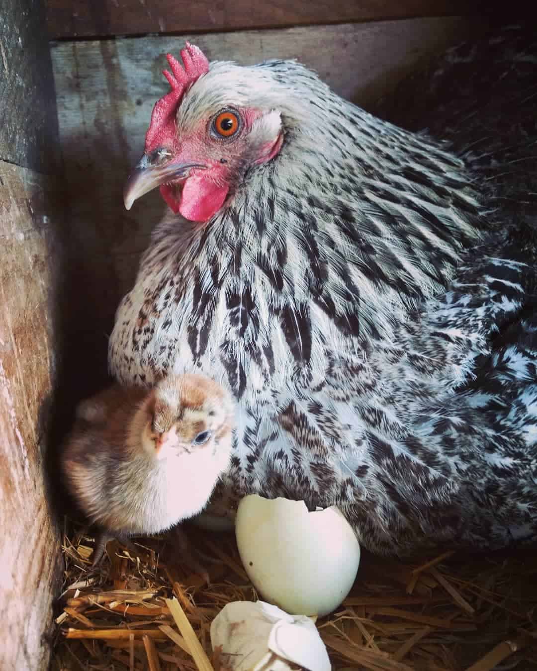 iowa blue chicken egg color