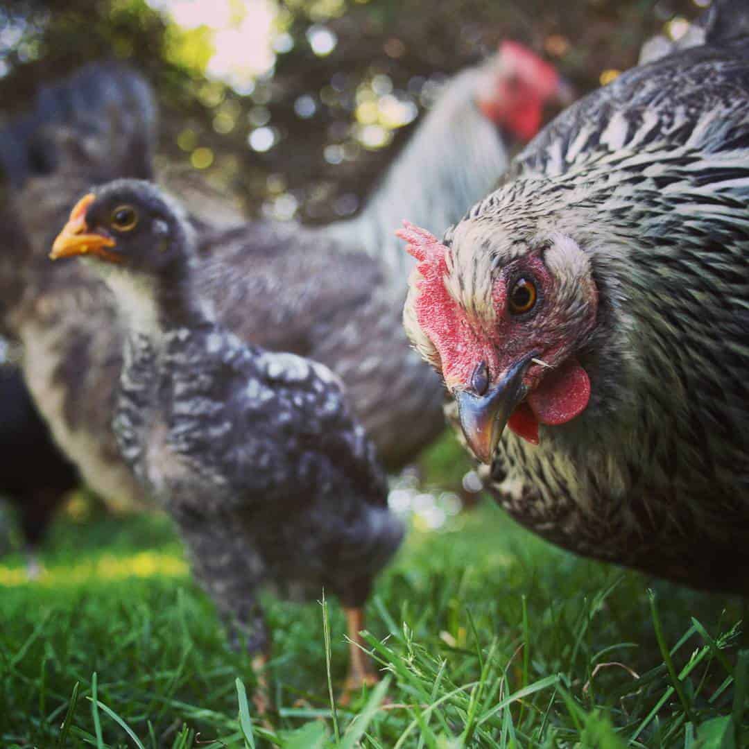 iowa blue rooster