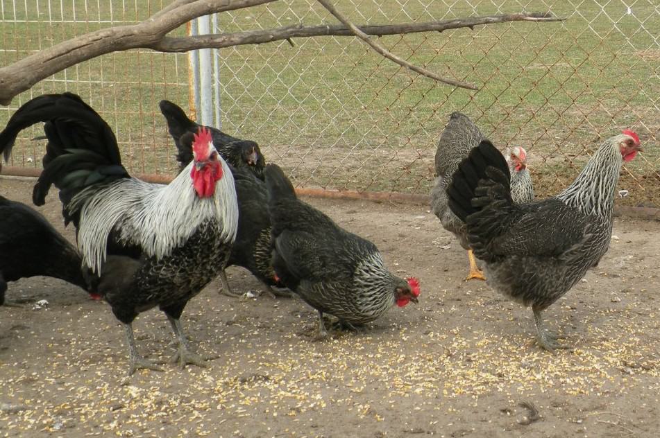 iowa blues chicken