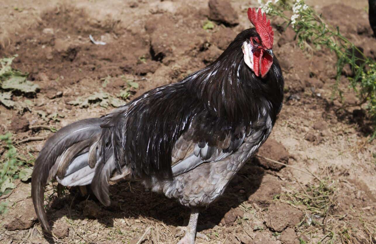 life expectancy of a rooster