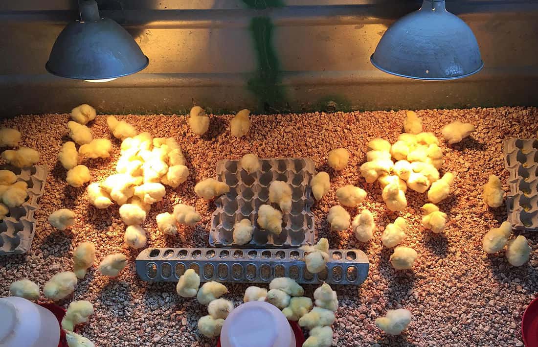 live chickens for sale in michigan