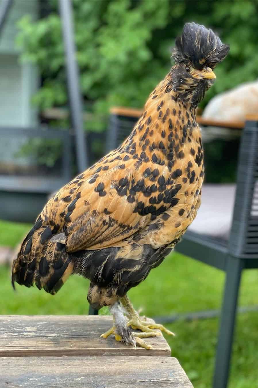 pavlovskaya chicken for sale