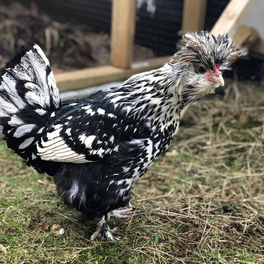 pavlovskaya chickens