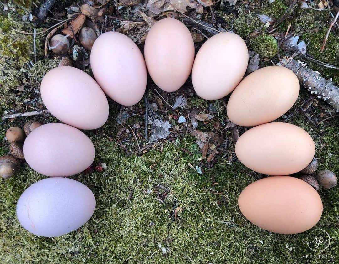 Langshan Egg Color