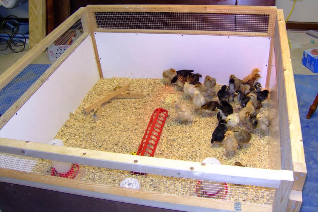 raising chicks