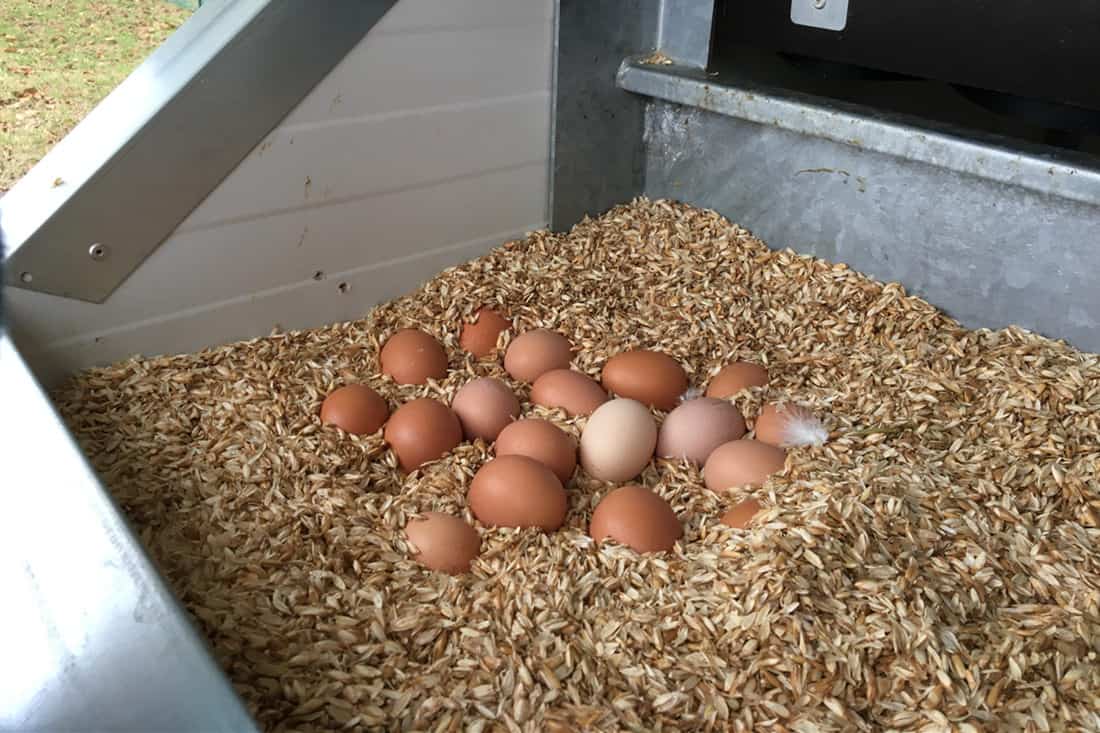 roosters eggs