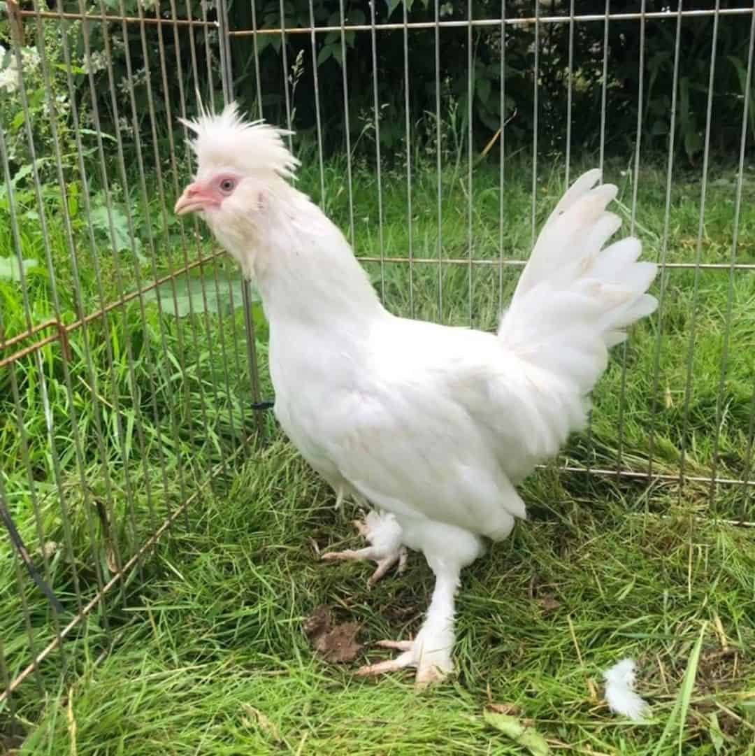 russian pavlovskaya chicken