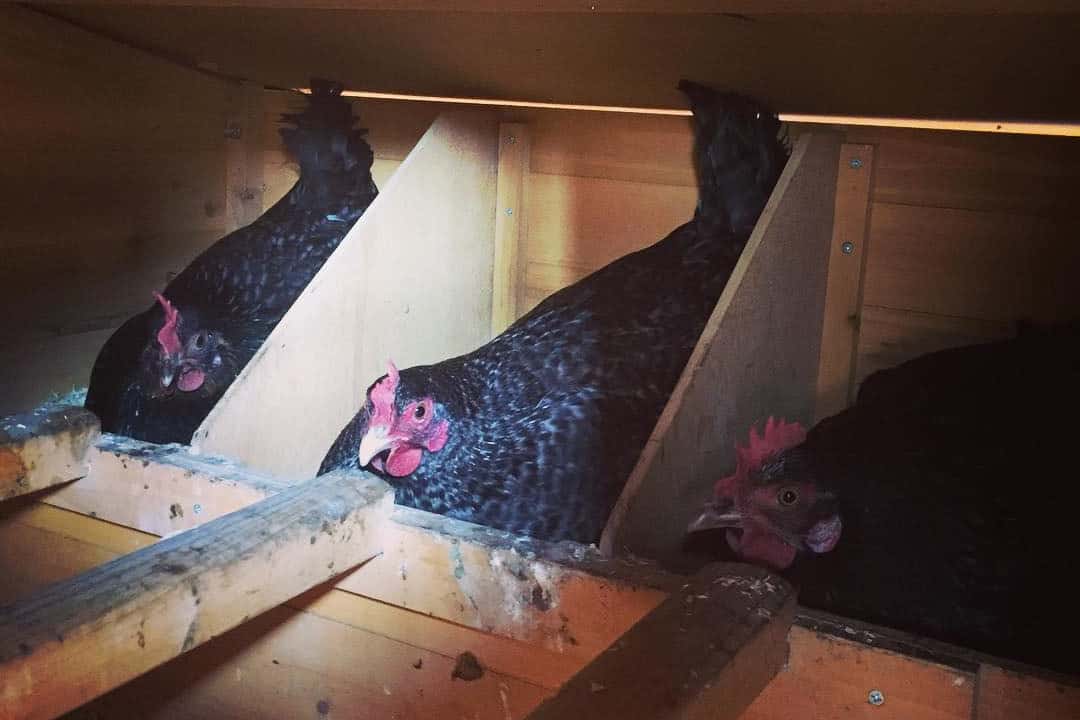 scots dumpy chickens for sale