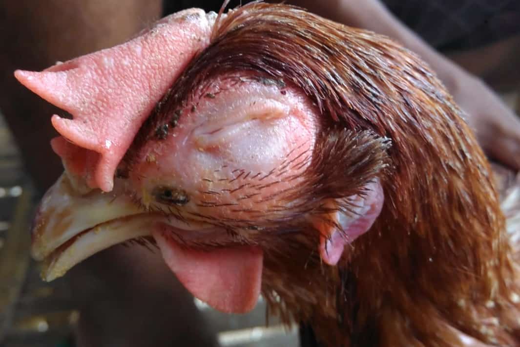 signs of bird flu in chickens
