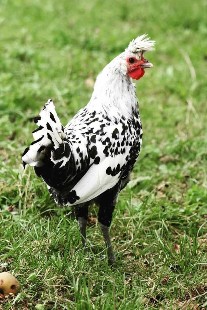 silver spangled appenzeller spitzhauben