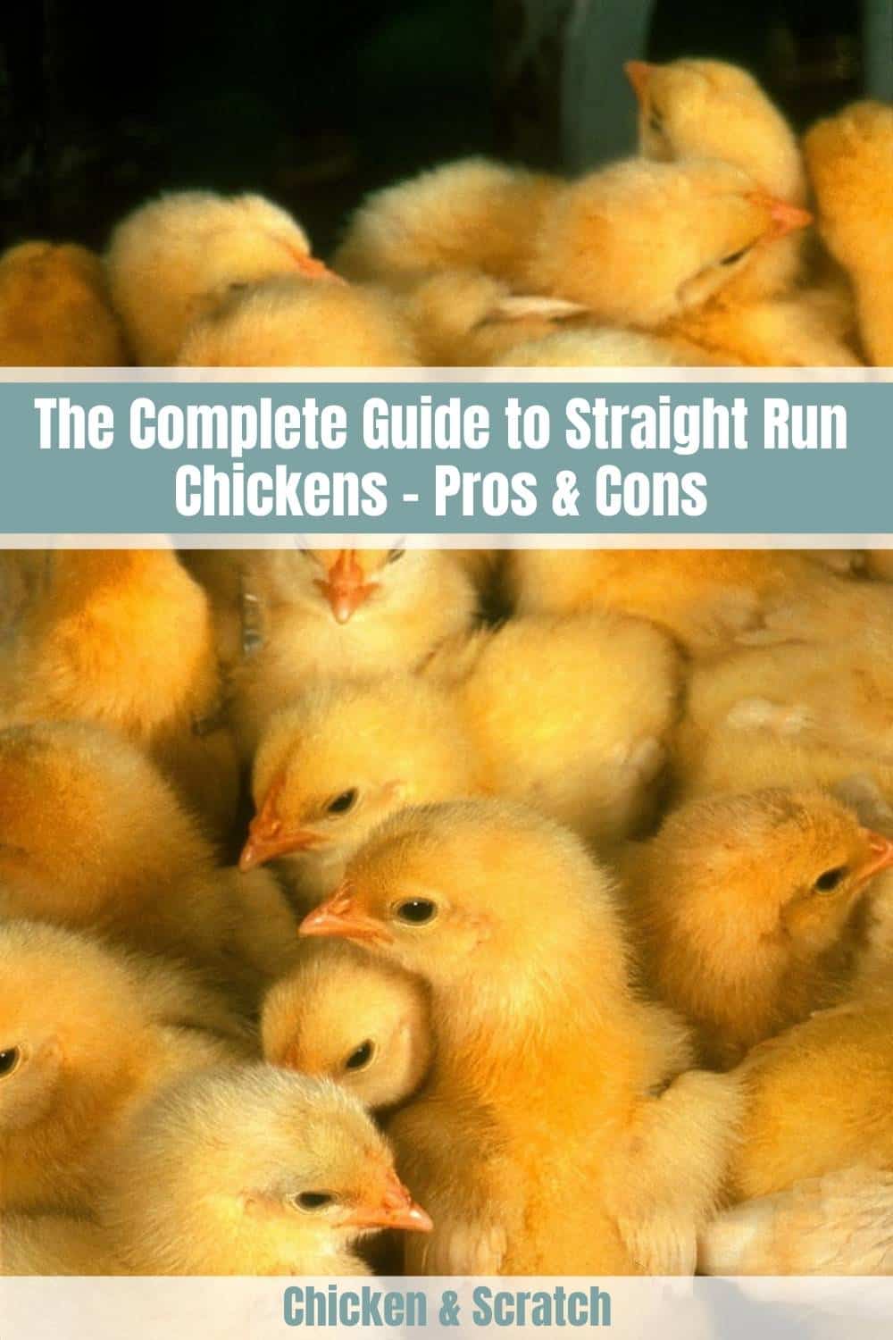 straight run chickens