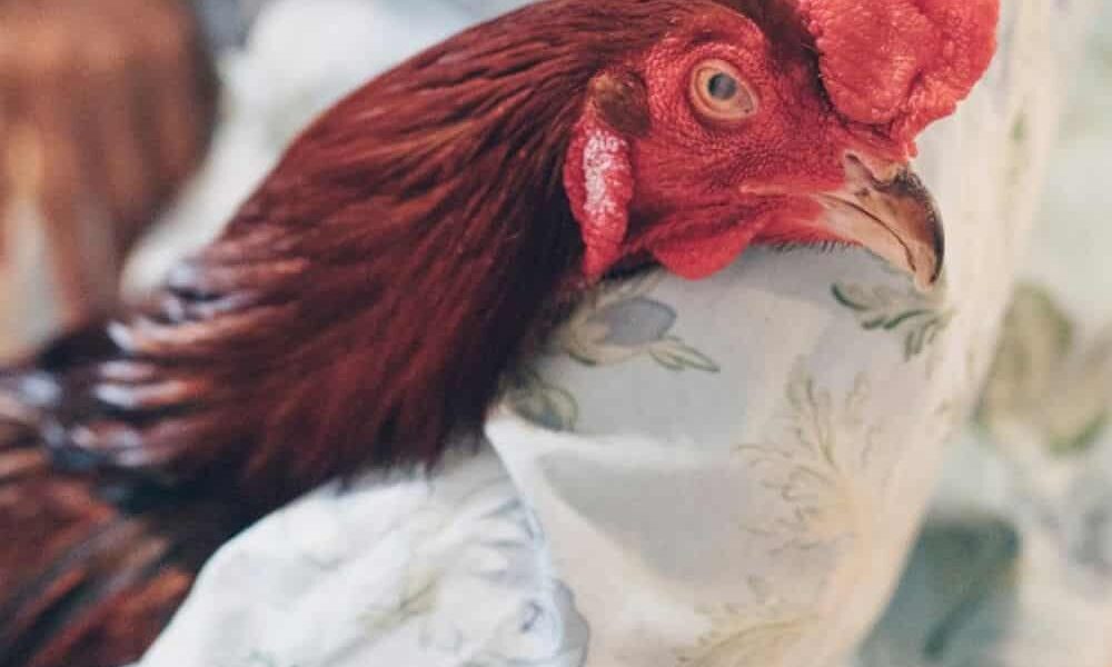 Avian Influenza In Chickens: Identify, Causes, Treatment & Prevention