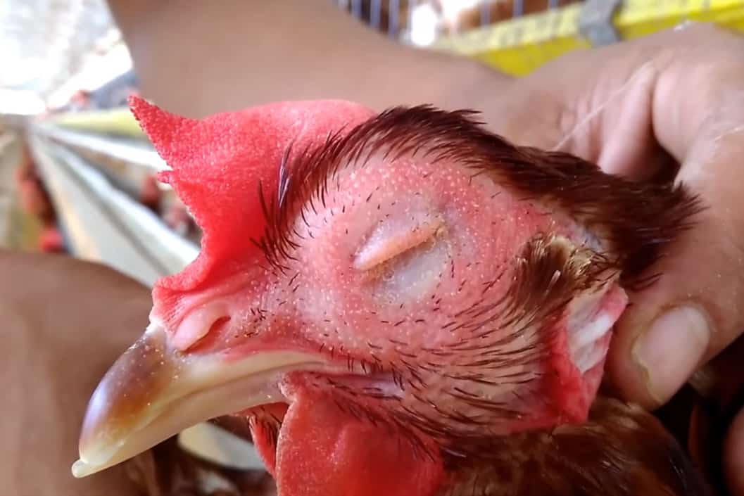 symptoms of avian flu in chickens