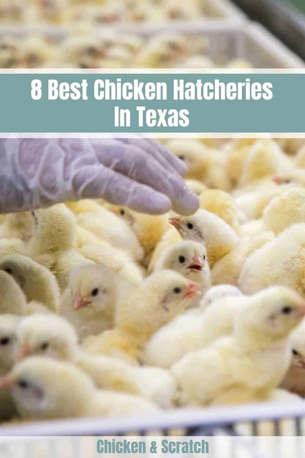 texas chicken hatcheries