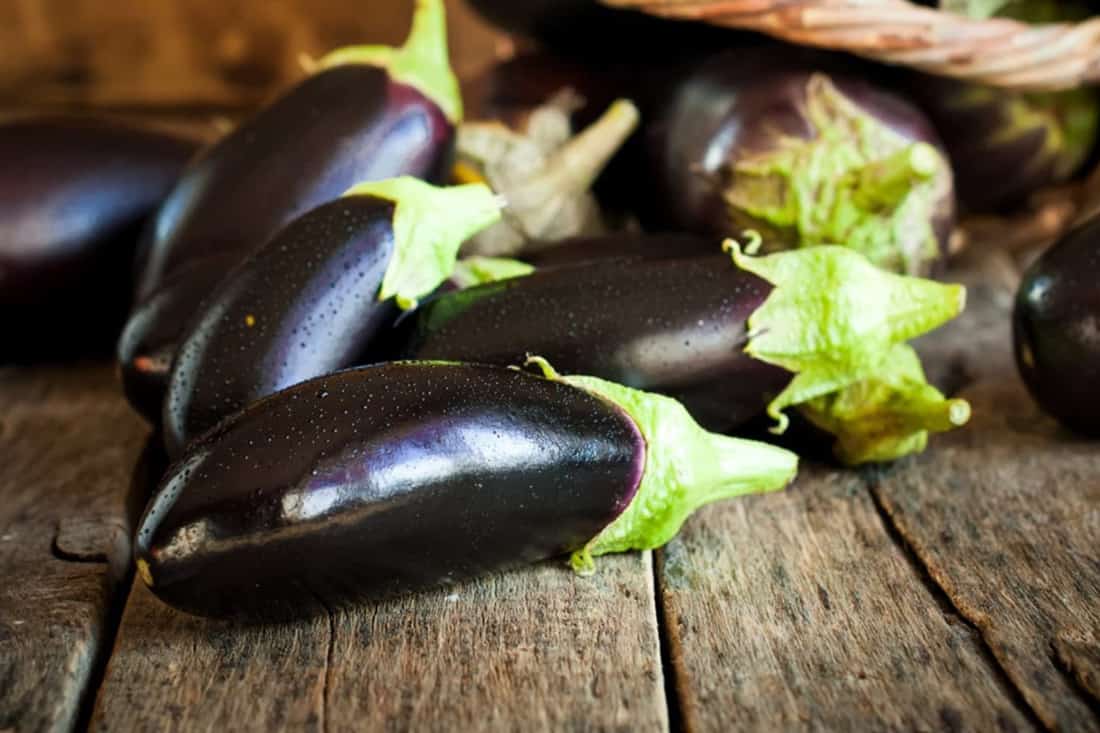 can you feed your dog raw eggplant