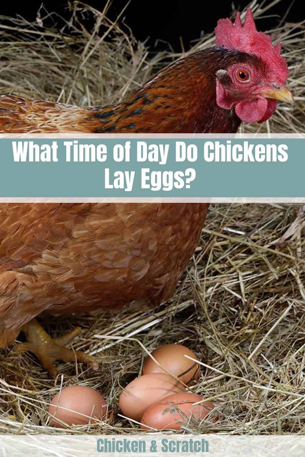 when do chickens lay eggs in a day