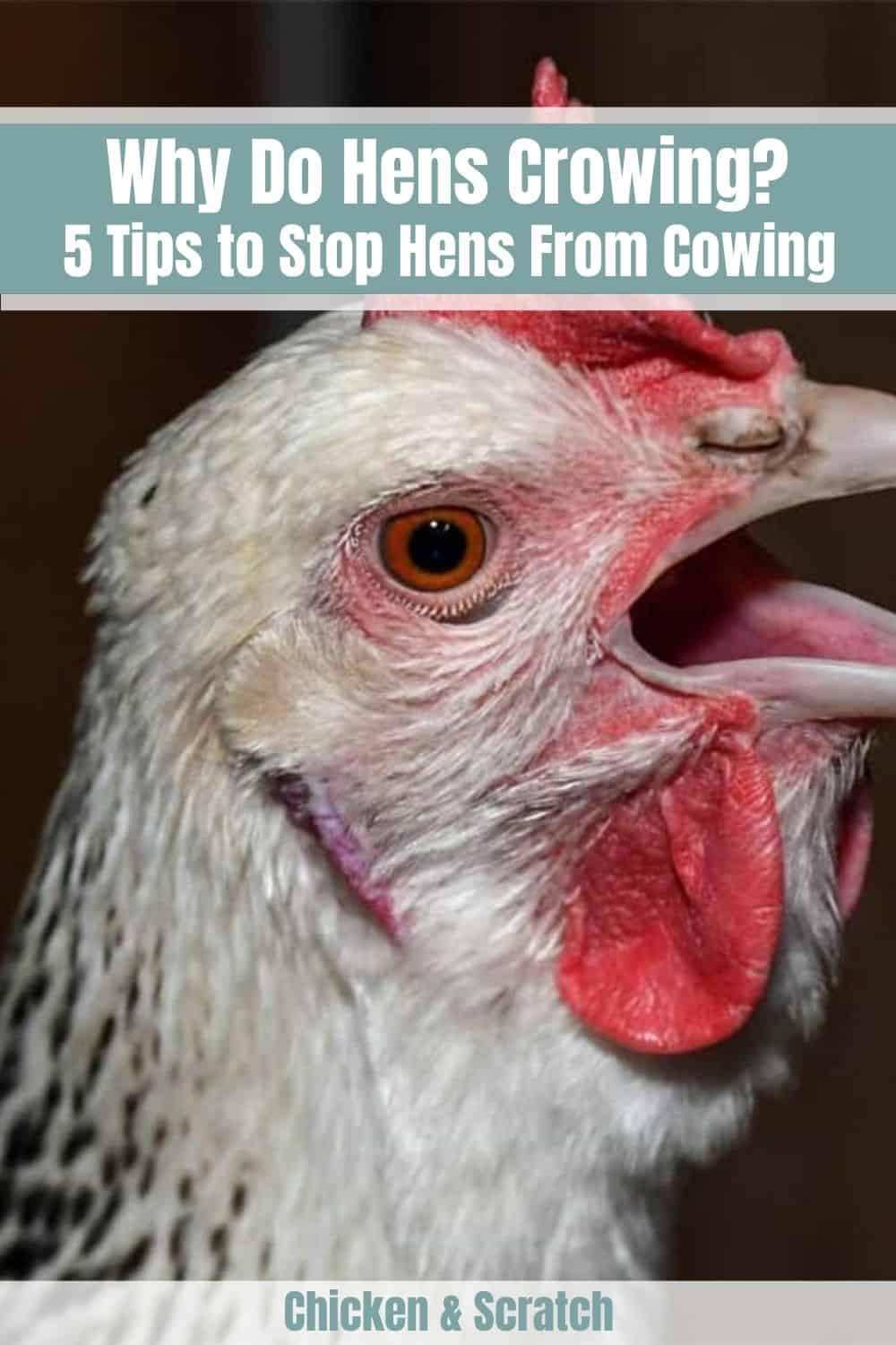 why do hens crow