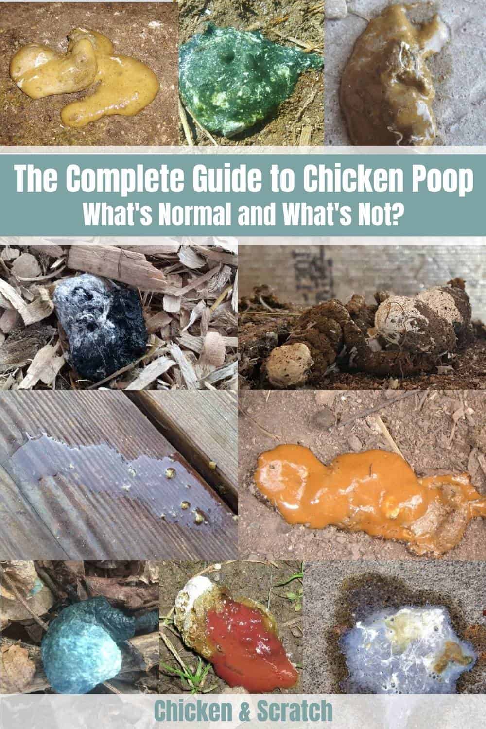 chickens poop