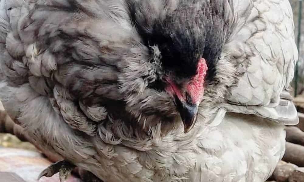 Wry Neck in Chicken: Identify, Causes, Treatment & Prevention