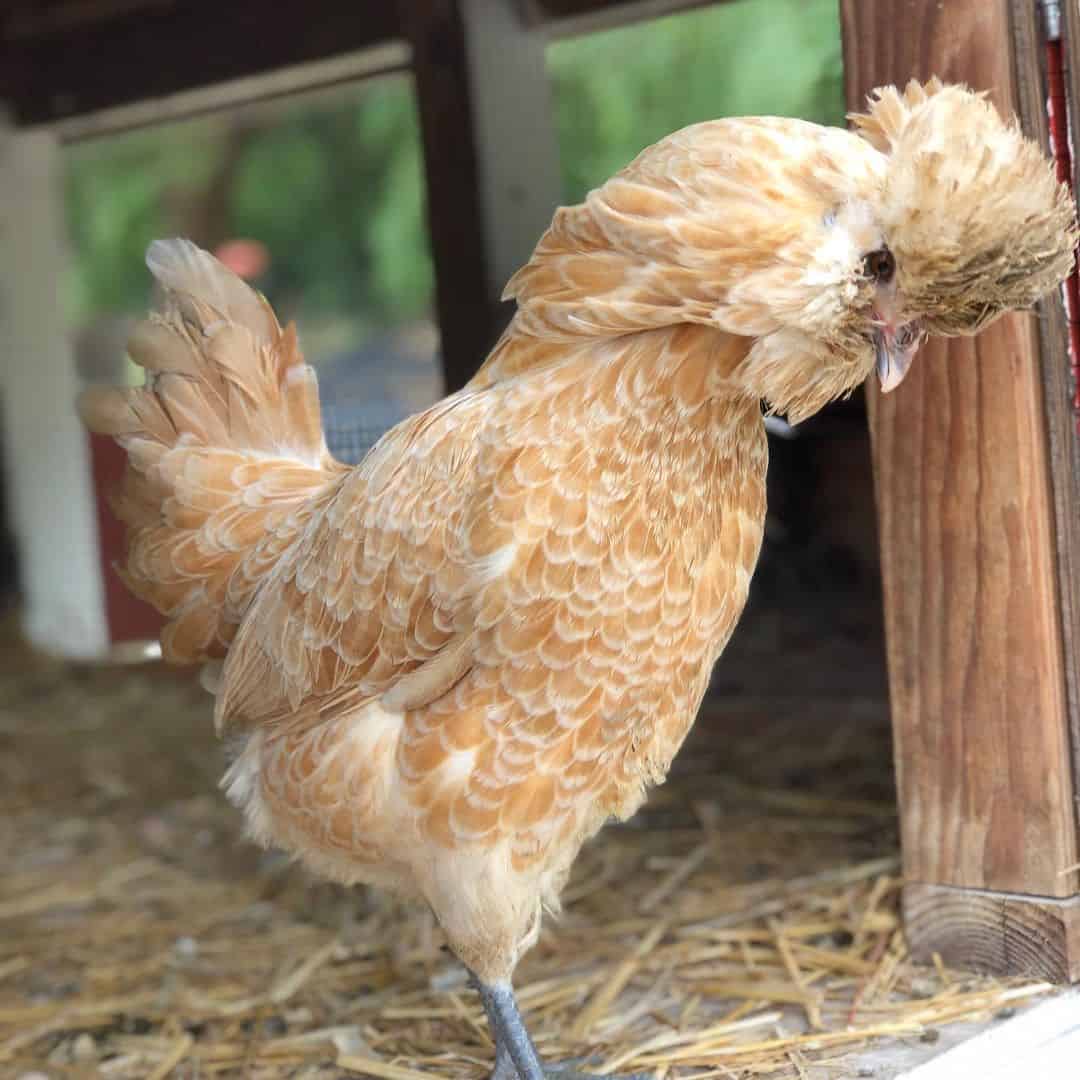 wry neck chicken