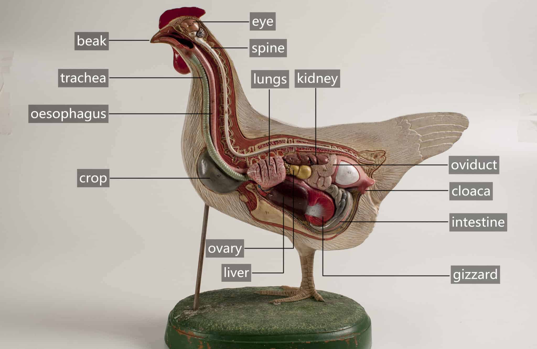 A Chicken's Digestive System