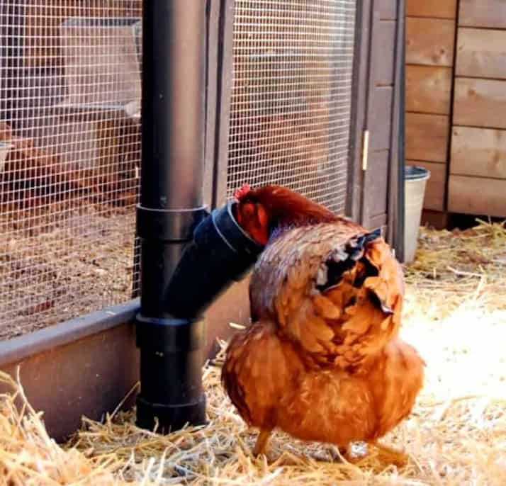 Adorable DIY Spill-Free Chicken Feeder