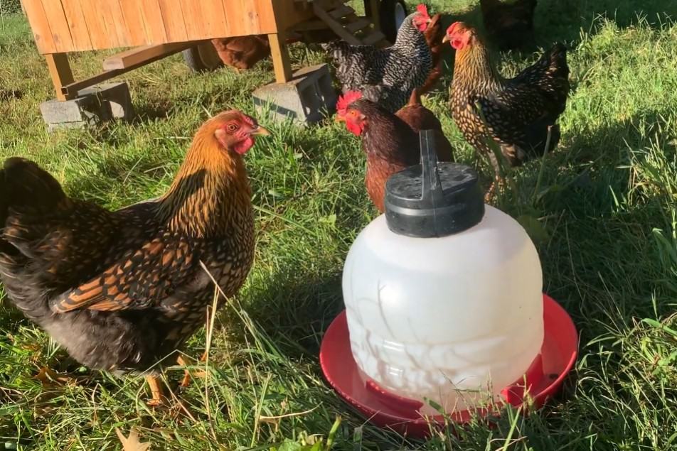 Apple Cider Vinegar For Chicken Coops