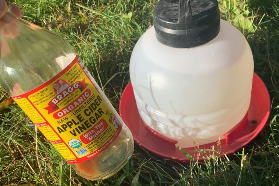 does apple cider vinegar kill worms in puppies