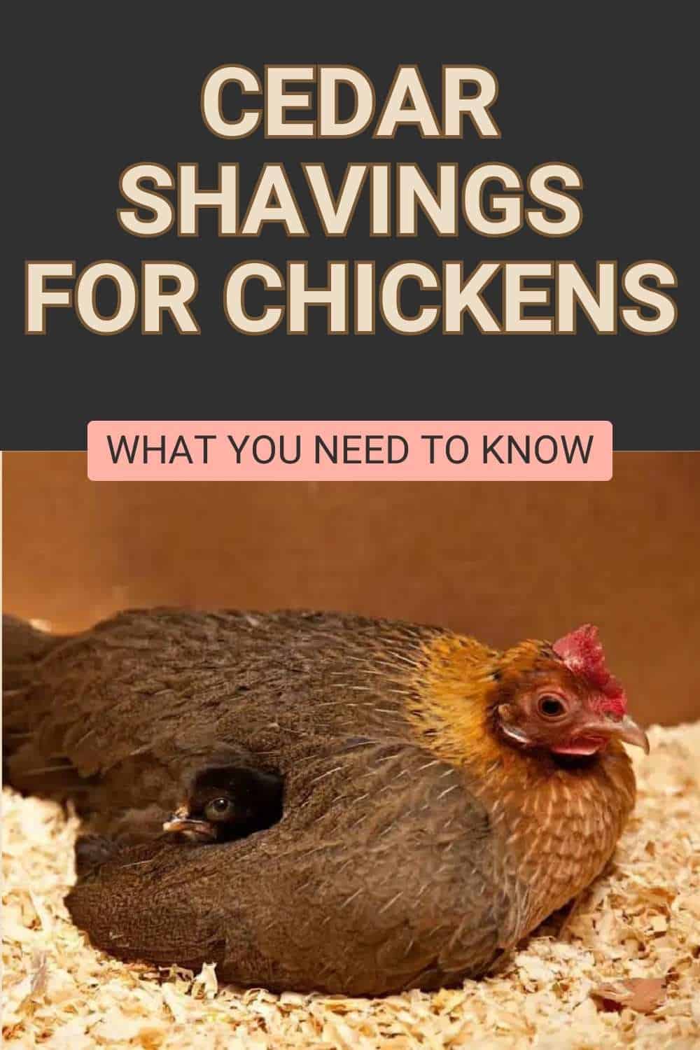 Are Cedar Shavings Safe To Use As Chicken Bedding