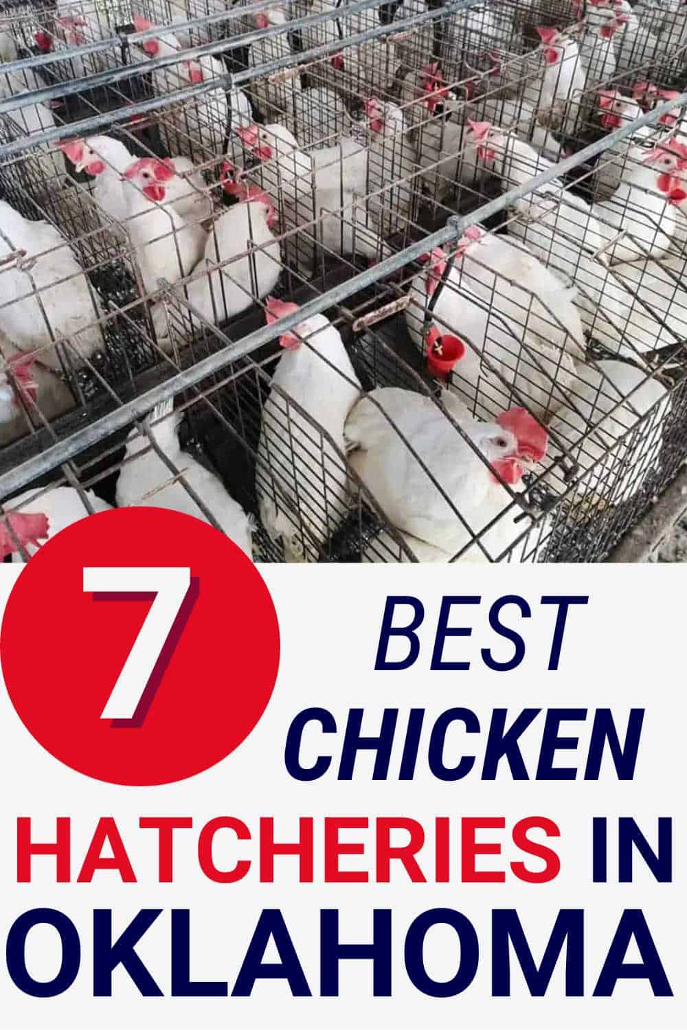 Best Chicken Hatcheries In Oklahoma