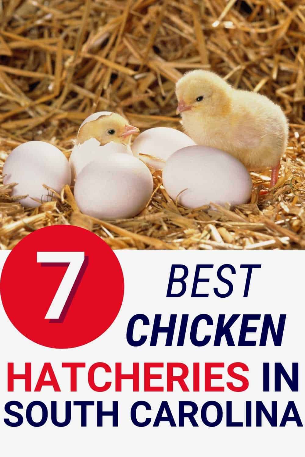 Best Chicken Hatcheries In South Carolina