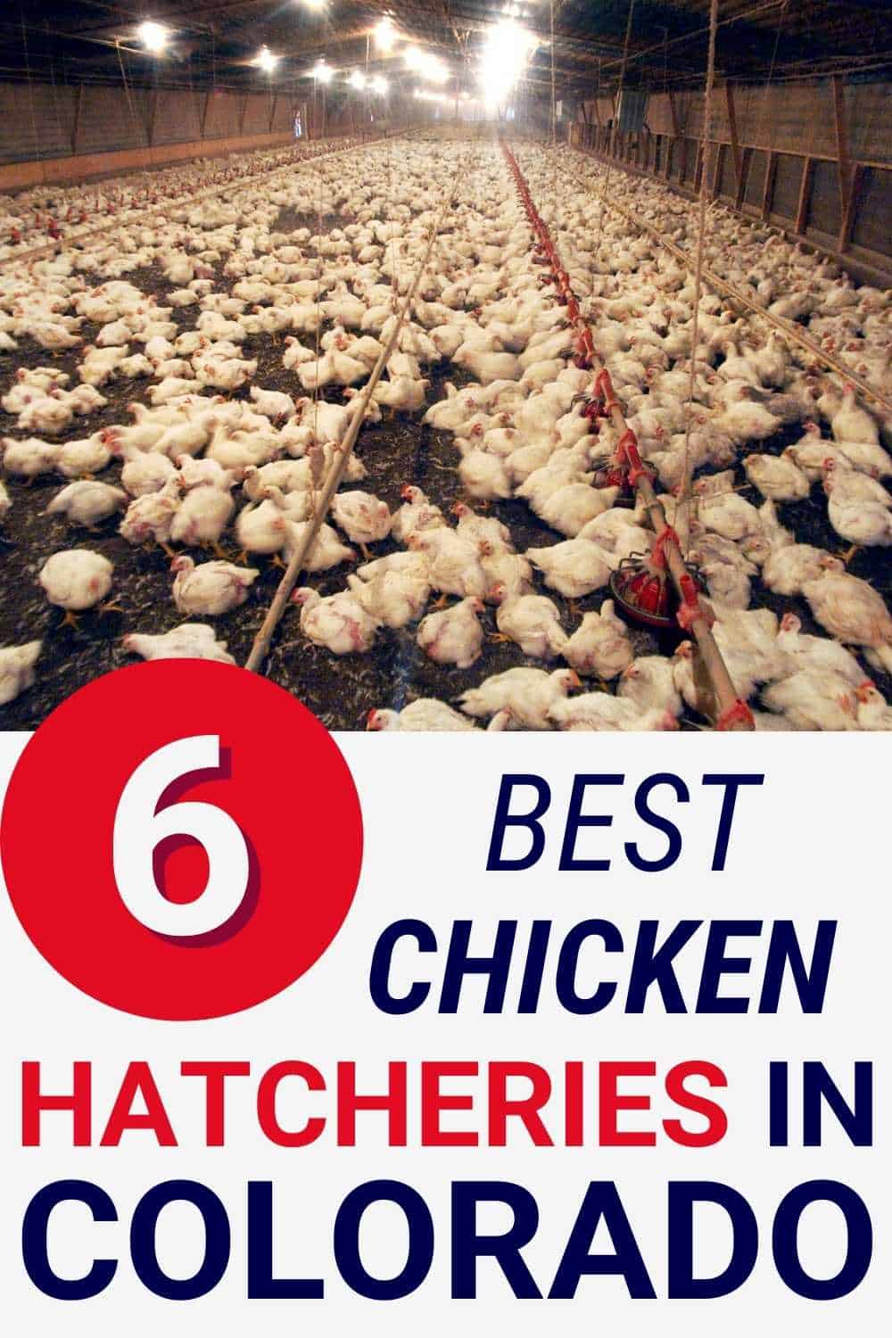 Best Chicken Hatcheries in Colorado