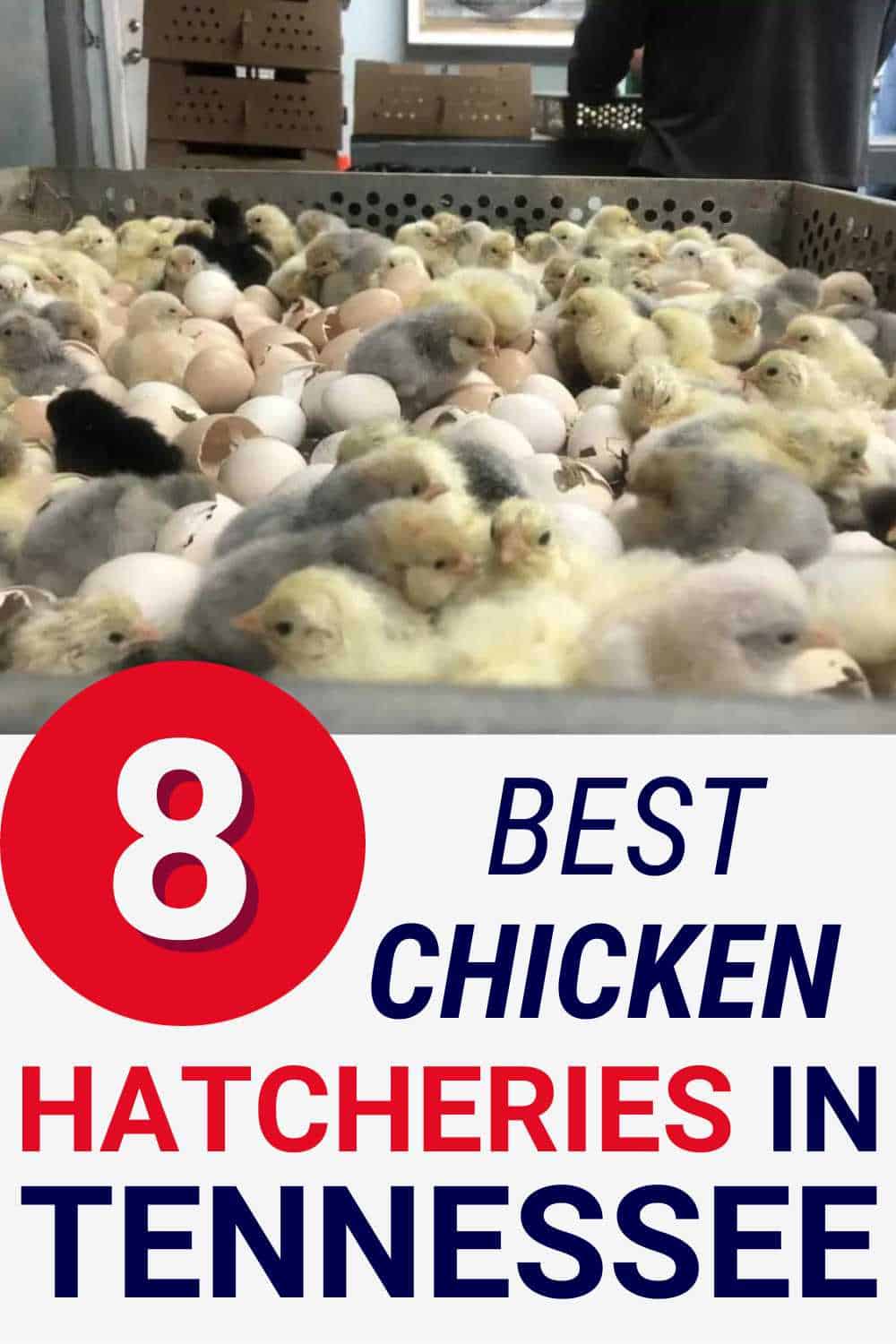 Best Chicken Hatcheries in Tennessee