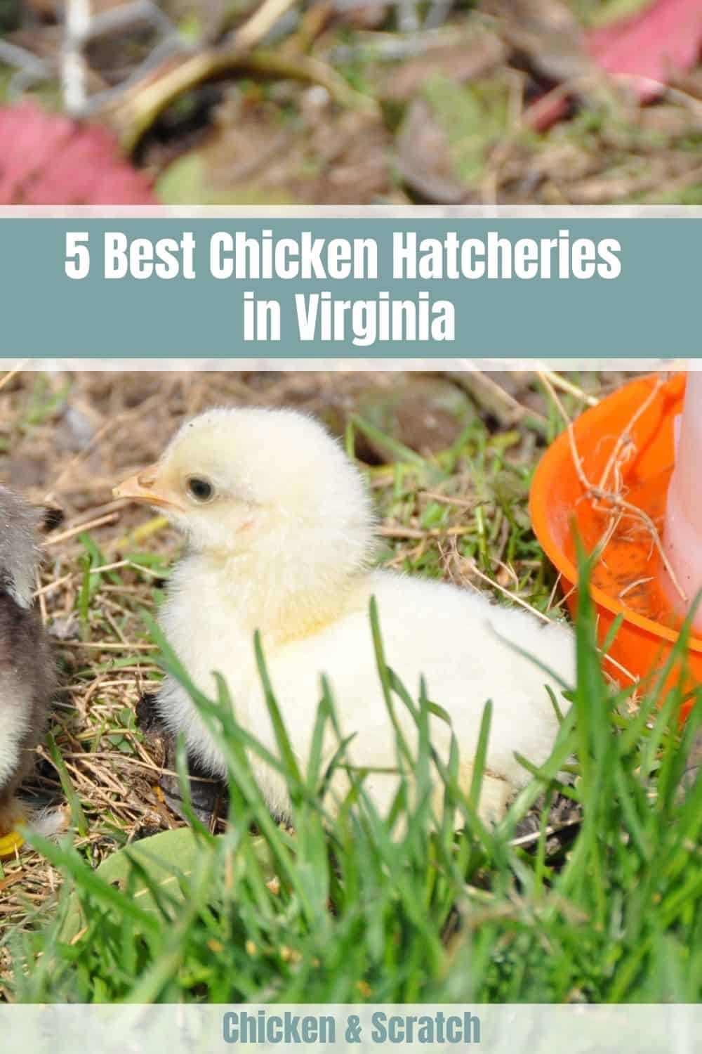 Best Chicken Hatcheries in Virginia