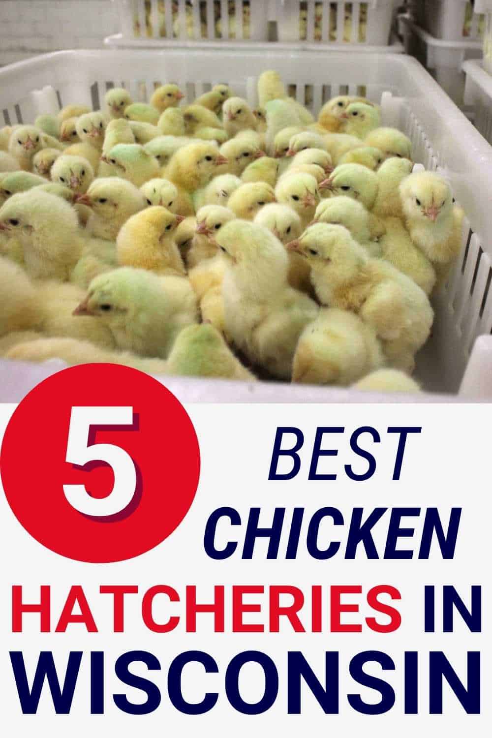 Best Chicken Hatcheries in Wisconsin