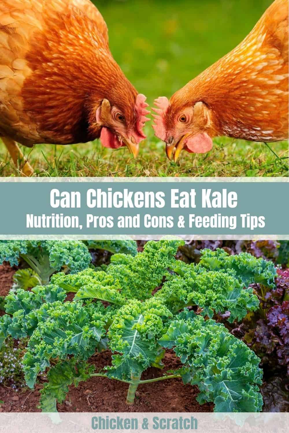 Can Chicken Eat Kale